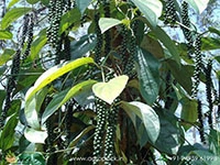 panniyoor-panniyur- black-pepper